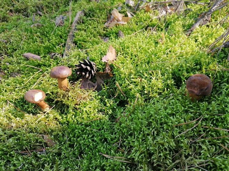 Integracyjna wycieczka do Łubca